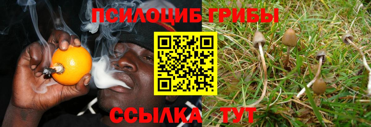 Междуреченск  Галлюциногенные грибы Psilocybine cubensis  Вход с VPN 